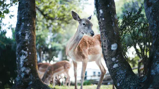 Стадо оленей заметили на улицах Пензенской области