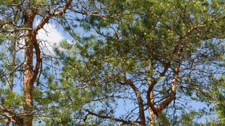 До 8 августа: в Окском заповеднике продлили запрет на посещение