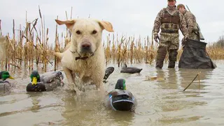 В Татарстане открылся сезон охоты на гусей и уток