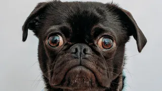 Приют для животных «Лучшие друзья» ищет деньги на переезд