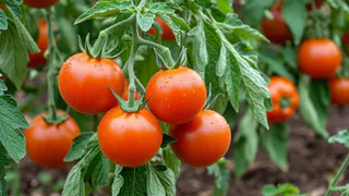 1 шт. в лунку — и томаты начнут расти как на дрожжах: будут крупными, мясистым и очень сладкими — до 5 кг с каждого куста