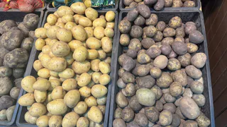 Белорусские агрономы назвали сорт картофеля для нового сезона – урожайность до 95% стандартных клубней