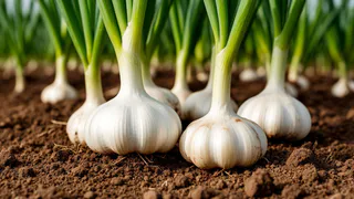 Чеснок в мае умоляет о помощи: три простых подкормки для богатого и здорового урожая