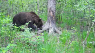В рязанском Окском заповеднике в июне 2022 года снова заметили медведя