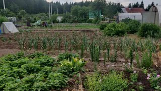	Крыжовник ломится от ягод: 3 ложки под куст – и урожая больше в 3 раза, плоды сладкие как мед