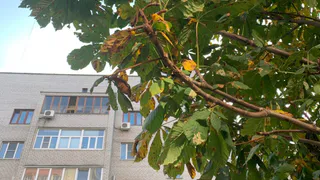 Теплые деньки еще не закончены: в пятницу температура в области поднимется до +15 градусов