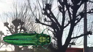 Ничего не поделаешь: засохшие деревья на Крупской придется пилить, считает мэрия