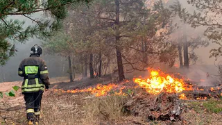 Путин поручил «как можно скорее» ликвидировать пожары в Рязанской области