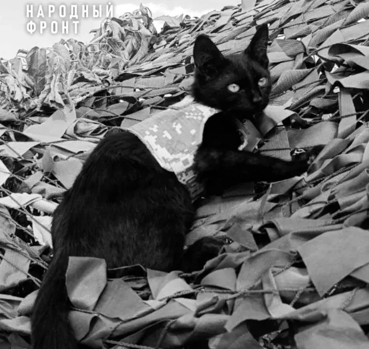 Челябинские бойцы сообщили о гибели на фронте боевого кота Дизеля