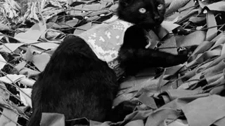 Челябинские бойцы сообщили о гибели на фронте боевого кота Дизеля