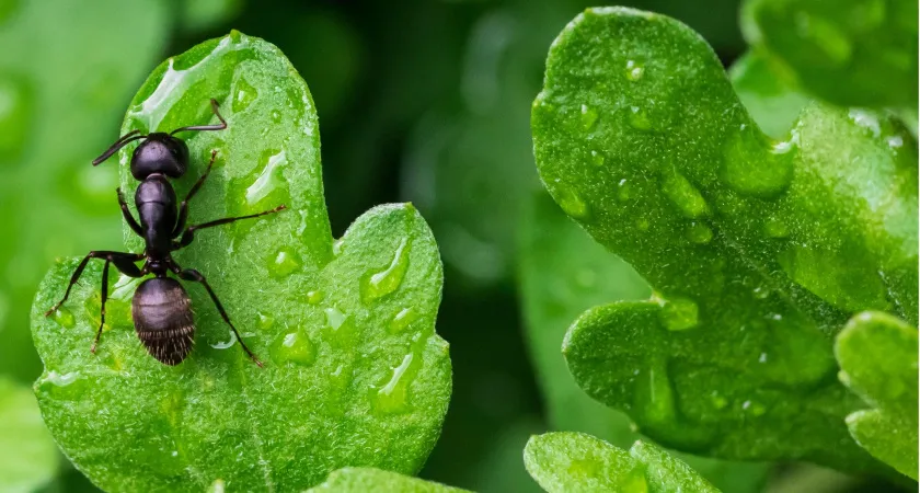 Муравьи не захотят приближаться к яблоням: россиянам рассказали, чем обрабатывать дерево