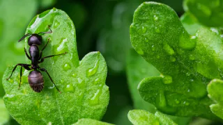 Муравьи не захотят приближаться к яблоням: россиянам рассказали, чем обрабатывать дерево