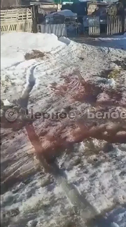 Под Магнитогорском в одном из поселков фермер на улице устроил место для убоя скота