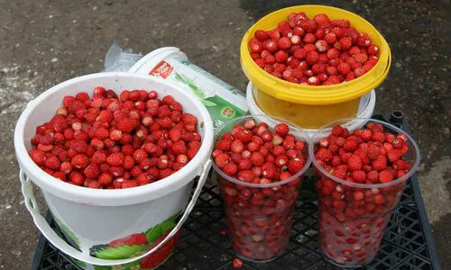 Почём ягодки в Нижнекамске?