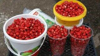 Почём ягодки в Нижнекамске?
