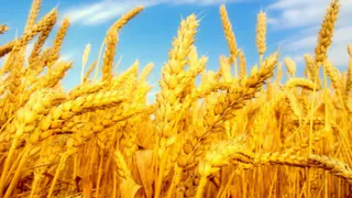 Экспорт брянской пшеницы в Белоруссию увеличился в 30 раз