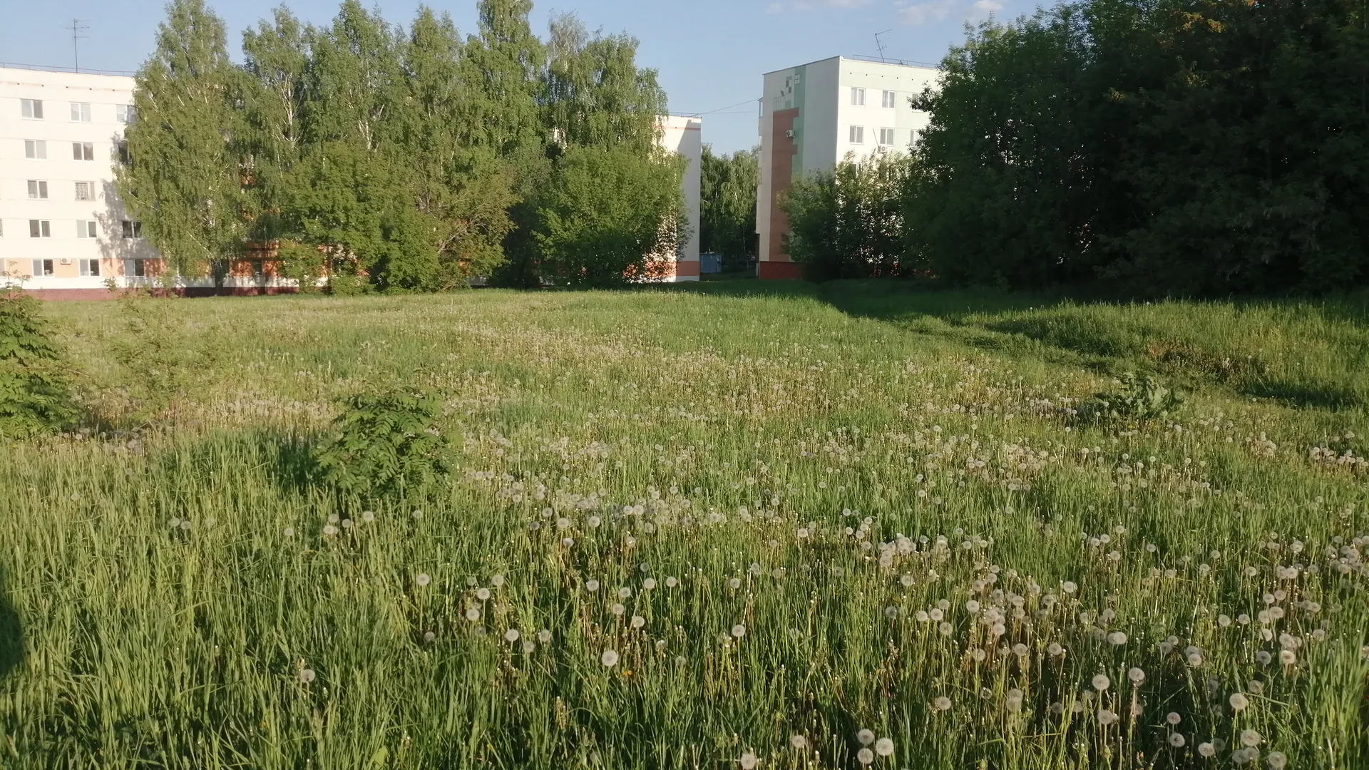 «Не кошена трава, всё поле в одуванчиках»