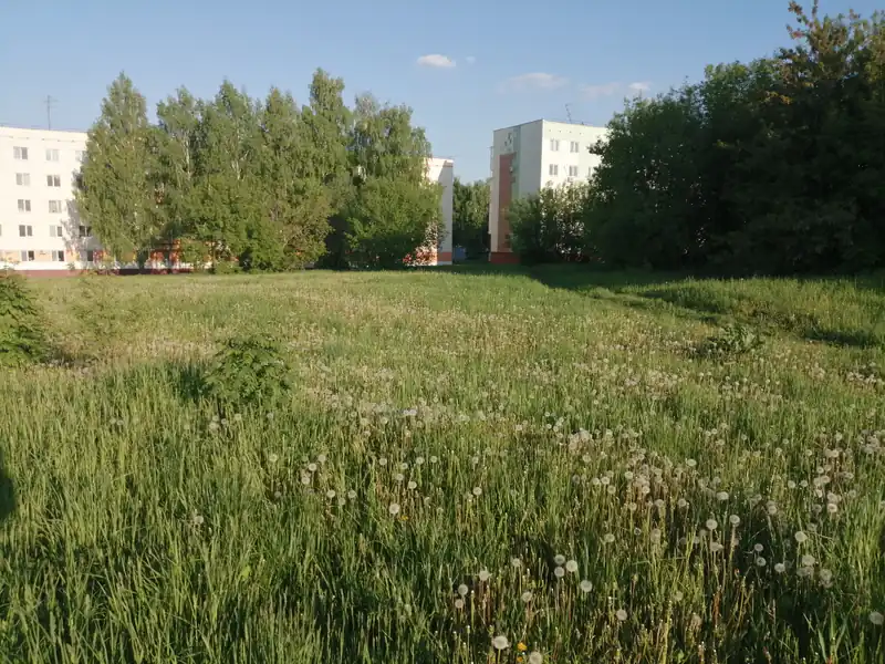 «Не кошена трава, всё поле в одуванчиках»