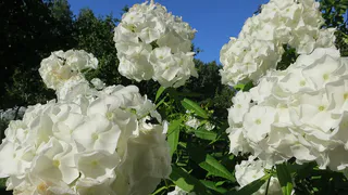 Флоксы пышно цветут до осени: лью этот эликсир и соседи ахают от восторга