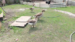 Не клубника и не грибы, а намного дешевле. На чем фермеры зарабатывают миллионы зимой, когда простые рабочие - 55 тысяч