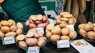 Чебоксары на этой неделе вновь станут картофельным центром страны