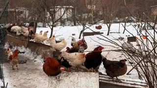 Эти растения опасны для кур: 19 растений, которые у каждого есть на участке - проверьте список 