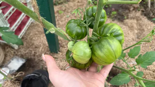 Маринованные зеленые помидоры по-армянски: лучшая закуска с «огоньком» за 30 минут - армяне знают толк в деликатесах