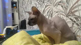 Ваша кошка — вовсе не та, за кого себя выдает: 7 научных фактов, которые изменят всё — седьмое открытие заставляет серьезно задуматься