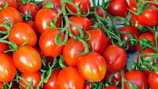 Собираю нижние листья томатов в банку с водой на несколько дней: готовлю средство лучше любого стимулятора роста