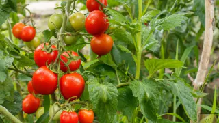 Томатам мало цветов: июльская подкормка творит чудеса — завязей будет в избытке