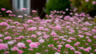 Петунии в прошлом - в сады пришел новый тренд: многолетник, который похож на сахарную вату - цветет непрерывно
