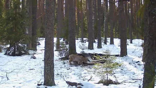 Во Владимирской области засняли редкую рысь за трапезой