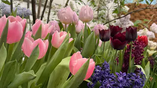 Полмиллиона цветов высадят в городские клумбы Рязани