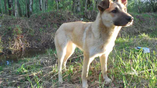 В Рязанском районе нашли бешеных животных