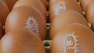 Специалисты регионального Роспотребнадзора рассказали о профилактике сальмонеллеза