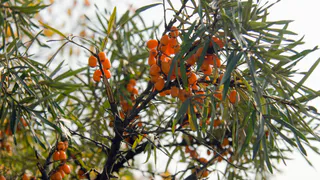 5 деревьев и кустарников, которые не стоит сажать на участке — быть беде: этот список лучше запомнить