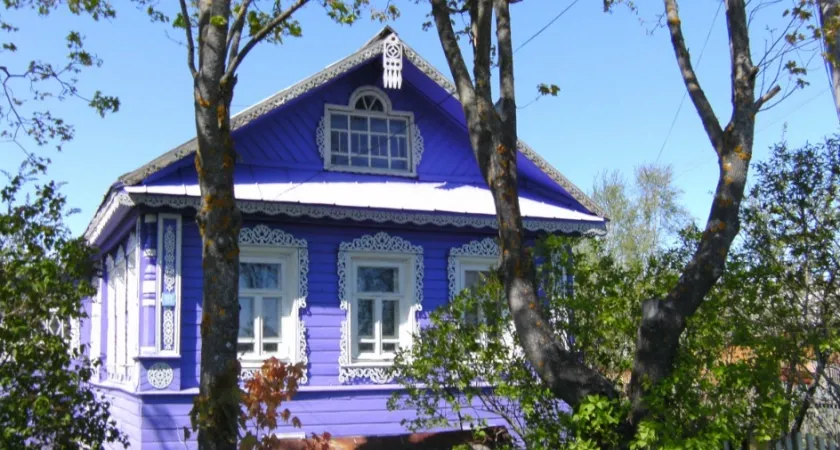 Ипомея трехцветная: ни в коем случае не выращивайте эти растения на своей даче