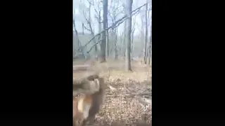 В Клепиковском районе на видео запечатлели стадо косуль