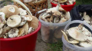 Instagram Рязани. Коротко о минувших выходных - грибы, грибы... клещи!