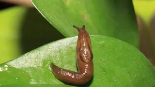 Назван народный способ в одночасье избавиться от муравьев и слизней на огороде