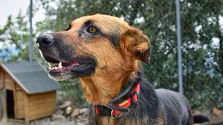 Во Владимирской области обнаружены очаги бешенства