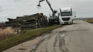 В Михайловском районе рубят краснокнижный лес