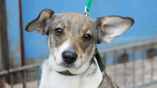 Дай лапку: Иви, Тяпа и Бэтмен в поисках хозяев