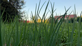 Не лежачие перья — о готовности лука к уборке «кричит» другой признак — точно созрел, точно пора выкапывать