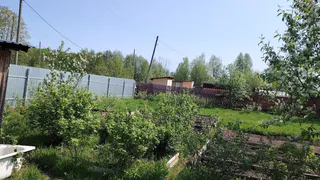 Больше не выброшу пасынки и ботву томатов в компост - на них я уже сэкономил "целое состояние": 2 полезные хитрости