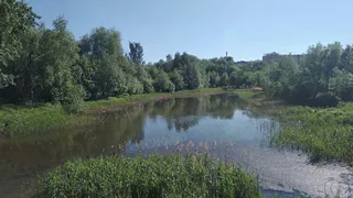 Против вредителей: рязанские пруды обработают от комаров