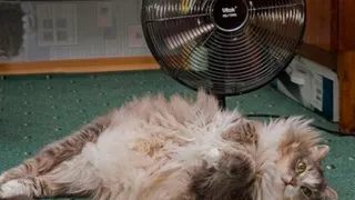 Брянцам пообещали в третий день лета +23ºC