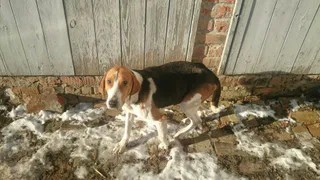 Под Рязанью грозятся пристрелить гончую, если хозяин не найдется