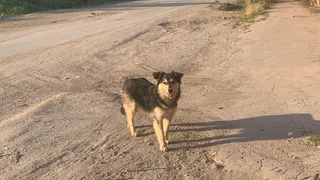 В Рязанской области ветераны рассказали, как избежать нападения бродячих собак
