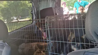 После нападения на девочку: в Новомичуринске отловили девять бродячих псов